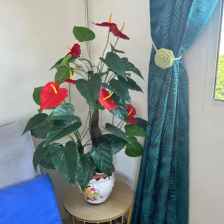 Homely Joven Pura Торрев'єха